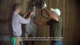 Carreras de caballo al descubierto fármacos y muerte [upl. by Ayerim]