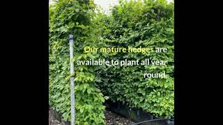 Hornbeam Instant Hedge [upl. by Guillema613]