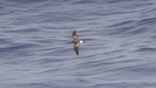 Leachs Stormpetrel Cape Verde Islands North Atlantic May 2018 [upl. by Osborn620]