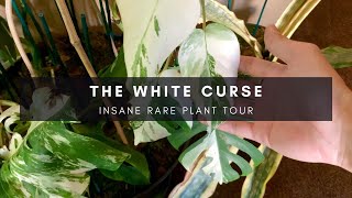 Variegated Monstera White Curse Episode  Rare Plant Tour  CollectorSeller Series P6  Ep 55 [upl. by Kreis]