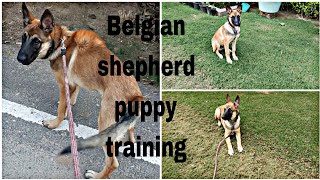 Guard dog breed Belgian shepherd puppy training [upl. by Warrin]