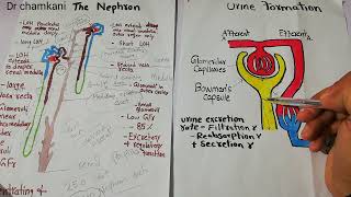 Urine formation  Urine Excretion rate  summary  Renal system physiology lecture 53 [upl. by Lenny]