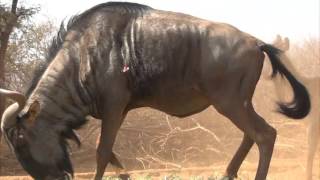 Motsomi Safaris Bow Hunt Blue Wildebeest Zimmerman [upl. by Hospers596]