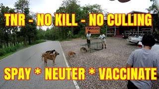 TNR NO KILL Population Control  Thailand [upl. by Siuraj333]