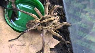 Wolf Spider Feeding Video [upl. by Edniya425]