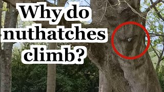 Why Does a Nuthatch Climb Up and Down a Tree Footage of Woodland Bird  UK Wildlife Species [upl. by Relyuc261]