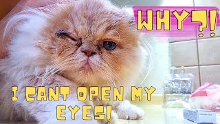 Treating an Eye Infection in a Kitten [upl. by Idalia]