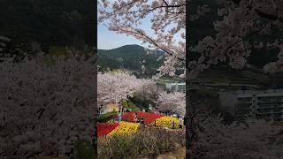 Yangjiam Rose Park in Spring  Geoje  Adventures in South Korea [upl. by Rachel]