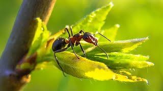 Natures Fiercest Sting The Bullet Ant animals nature shorts [upl. by Debor52]