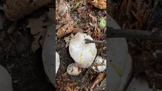 Agaricus agaricusxanthodermus yellowstainingagaricus poisonous foraginguk wildmushrooms [upl. by Joon]