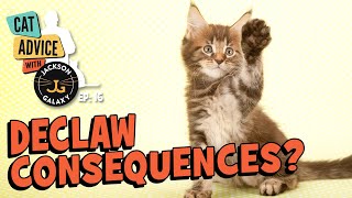 Declawed Cats Playtime amp Other Challenges [upl. by Odama]