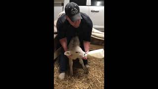 How to Bottle Feed a Calf That Has Not Learned to Suckle [upl. by Byran]