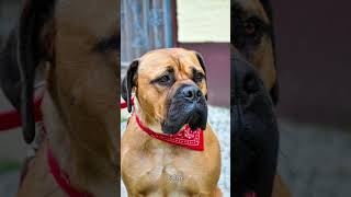 Bullmastiff know as Gamekeepers Night Dog  KNOW WITH ME shortvideo [upl. by Bakki]