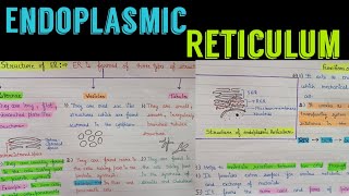 cell organelle  endoplasmic reticulum  endoplasmic reticulum structure and function  SER  RER [upl. by Eirbua]