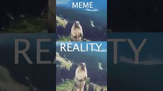 MARMOT SCREAM MEME VS REALITY [upl. by Grani]