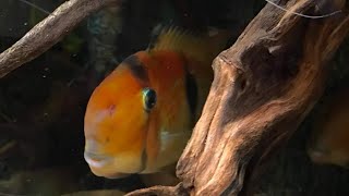 Guianacara Owroewefi with Uaru Cichlid udfishroom [upl. by Jacobo]