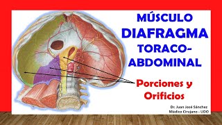 🥇 MÚSCULO DIAFRAGMA TORACOABDOMINAL Fácil Rápida y Sencilla [upl. by Eddie]