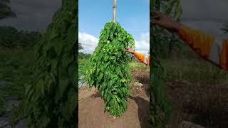 NABOTHS VINEYEARD How to plant yam [upl. by Nohtiek]