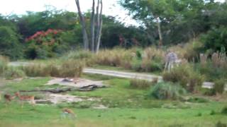 BABY GIRAFFE IMPALA GAZELLE ANKOLE AFRICAN ANIMAL SAFARI TOUR DISNEY ANIMAL KINGDOM ORLANDO FL [upl. by Herold]