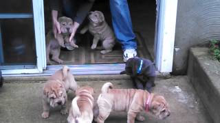 Shar Pei puppies first venture outside [upl. by Nonaihr]