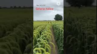 نبات الدخن Setaria italica [upl. by Forta210]