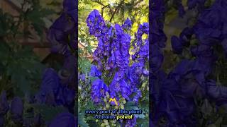 Monkshood Beautys Deadly Secret Revealed nature naturelovers [upl. by Aikkan]