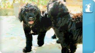 Portuguese Water Dog Puppies  Puppy Love [upl. by Kan]