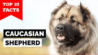 Caucasian Shepherd Dog  Top 10 Facts [upl. by Arda]