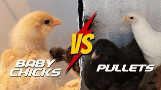 Baby Chicks vs Pullets 5 Things You Must Know [upl. by Uyerta82]