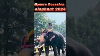 Mysore Dussehra elephant 2024 2024shorts mysore2024 shortvideodussehra2024shorts shortsong [upl. by Llyrad]