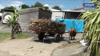 RHUM BIELLE Distillerie Agricole BIELLE Marie galante Guadeloupe [upl. by Bodnar]