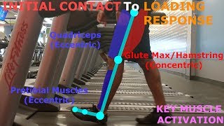 THE PHASES OF WALKING GAIT CYCLE BREAKDOWN [upl. by Trixy]