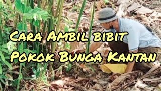 Cara ambil bibit pokok bunga kantan [upl. by Aihpledalihp]