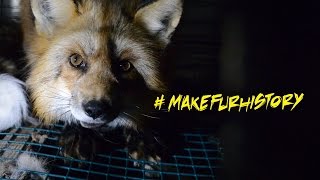 Exposing the Fur Industry [upl. by Kippar]