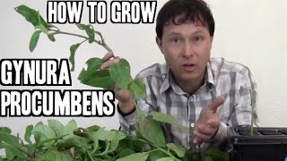 How to Grow Gynura Procumbens Medicinal Herb [upl. by Atsejam]