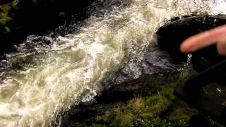 Creek Street Ketchikan Salmon and Seal Run [upl. by Margalit]