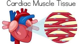 ExcitationContraction Coupling amp Electric properties of cardiac muscles [upl. by Anitserp978]