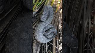 Víboras de cuernitos Mixcoatlus melanurus snakes animales mexico xplorareptilia olmec [upl. by Inajar686]