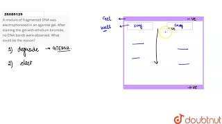 A mixture of fragmented DNA was electrophoresed in an agarose gel After staining the gel with [upl. by Peednam324]