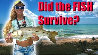 Inshore Fishing Post Hurricane Irma Update DID THE FISH SURVIVE [upl. by Lean]