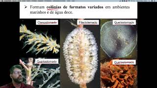 Aula 10 Polyzoa Cycliophora e Entoprocta Parte 2 [upl. by Bum318]