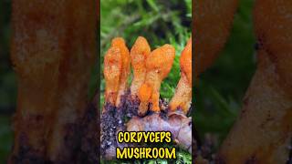 Cordyceps Mushroom Amazing Health Benefits [upl. by Francklin531]