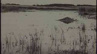 Bosque del Apache National Wildlife Refuge [upl. by Kalli19]