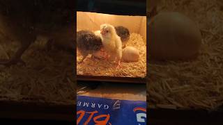 Shift my chick into new incubator incubator chicks viral [upl. by Verlee]