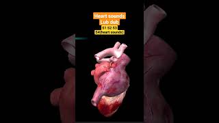 Heart Sounds and Heart Murmurs3D Animationcardiovascular [upl. by Jammal]