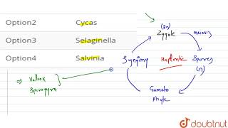 Haplontic life cycle is represented by [upl. by Nnyledam]