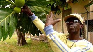 Negril  Breadfruit tree  at Ansells Thatch Negril Cottages Jamaica 2010 [upl. by Ashti621]