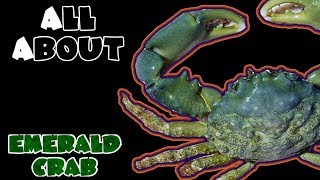 All About The Emerald Crab [upl. by Aroz]