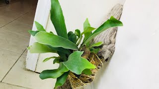 STAGHORN FERNEPIPHYTE ORCHID MOUNTING TUTORIAL [upl. by Nallak]