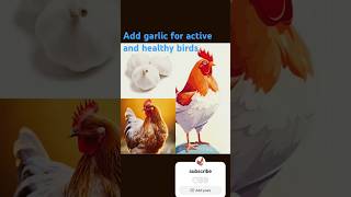 See the big change after use garlic paste in feed [upl. by Prent267]